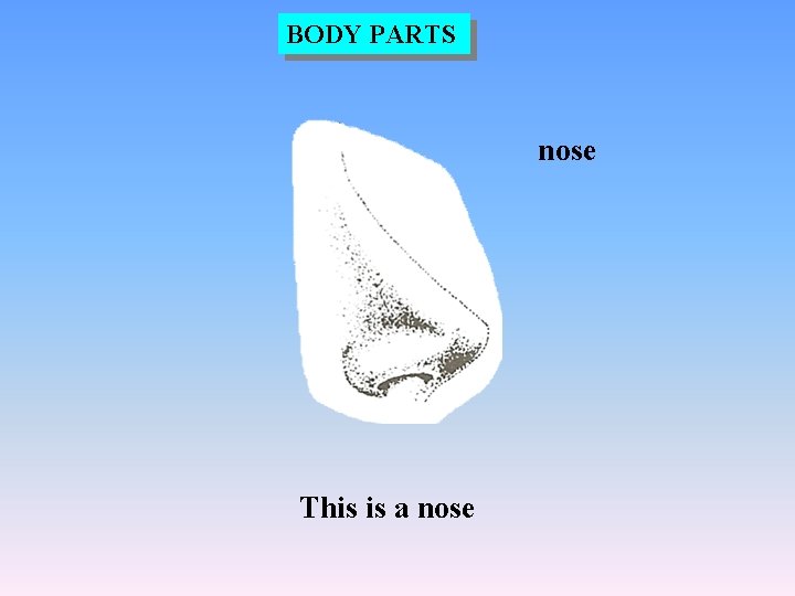 BODY PARTS nose This is a nose 