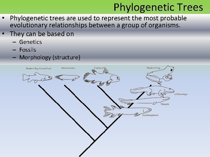 Phylogenetic Trees • Phylogenetic trees are used to represent the most probable evolutionary relationships