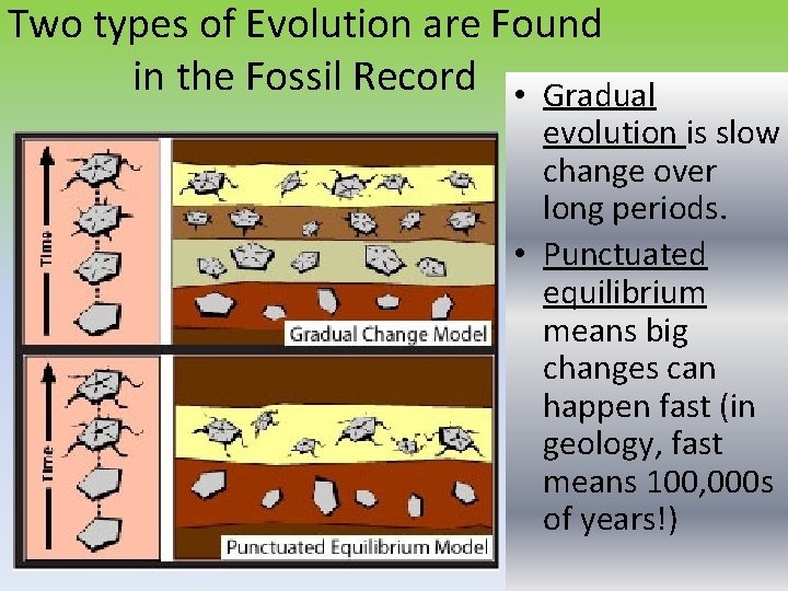 Two types of Evolution are Found in the Fossil Record • Gradual evolution is