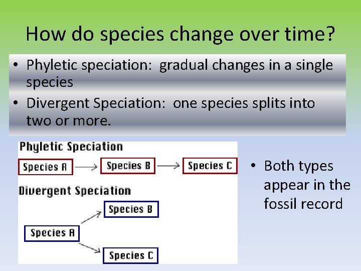 How do species change over time? • Phyletic speciation: gradual changes in a single