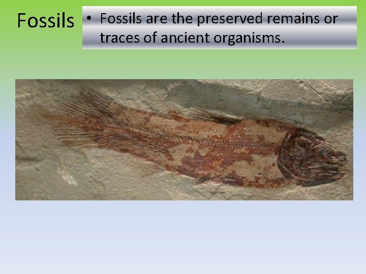 Fossils • Fossils are the preserved remains or traces of ancient organisms. 
