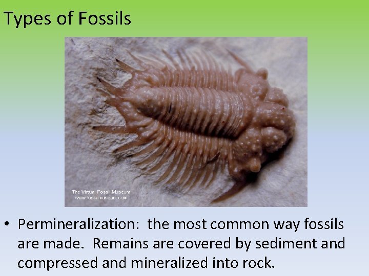 Types of Fossils • Permineralization: the most common way fossils are made. Remains are