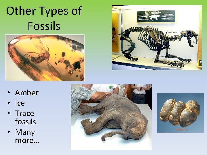 Other Types of Fossils • Amber • Ice • Trace fossils • Many more…