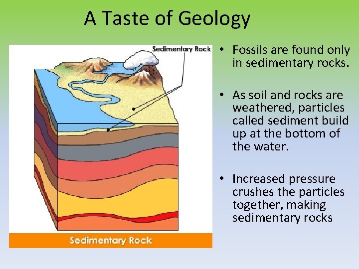 A Taste of Geology • Fossils are found only in sedimentary rocks. • As