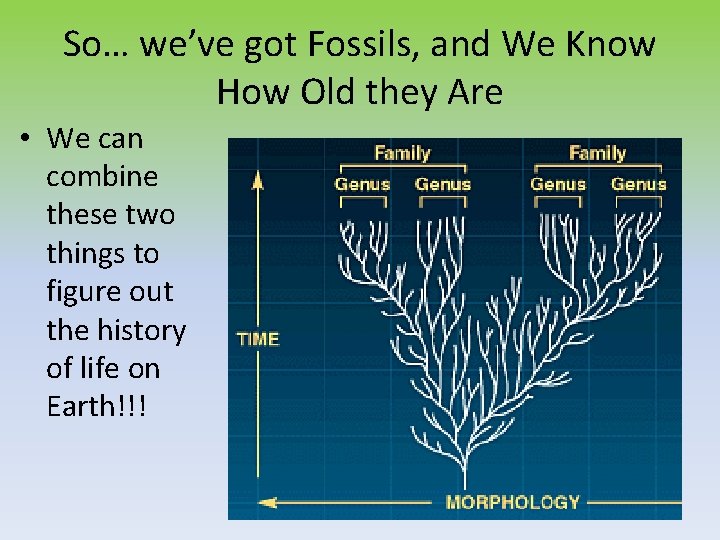 So… we’ve got Fossils, and We Know How Old they Are • We can