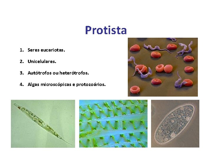 Protista 1. Seres eucariotas. 2. Unicelulares. 3. Autótrofos ou heterótrofos. 4. Algas microscópicas e