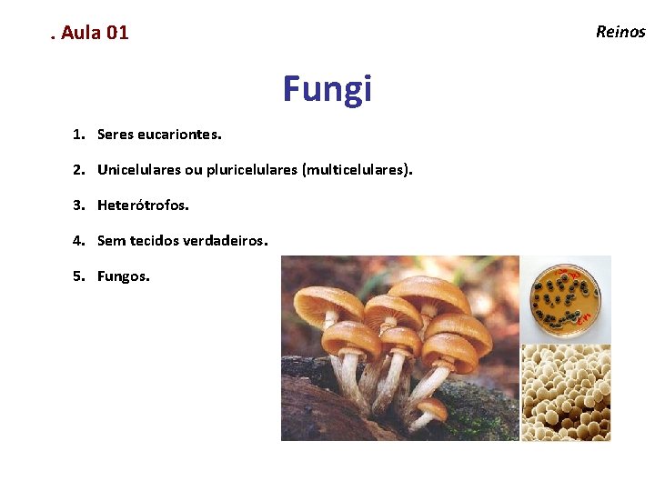 . Aula 01 Reinos Fungi 1. Seres eucariontes. 2. Unicelulares ou pluricelulares (multicelulares). 3.