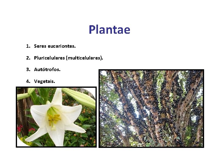 Plantae 1. Seres eucariontes. 2. Pluricelulares (multicelulares). 3. Autótrofos. 4. Vegetais. 