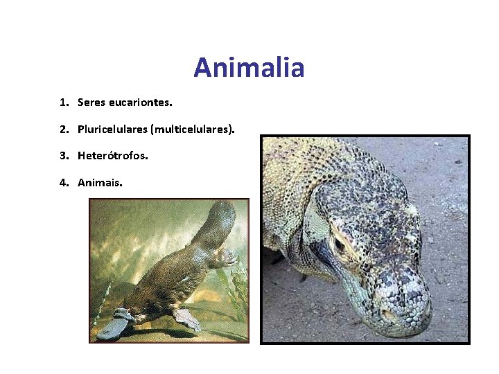 Animalia 1. Seres eucariontes. 2. Pluricelulares (multicelulares). 3. Heterótrofos. 4. Animais. 