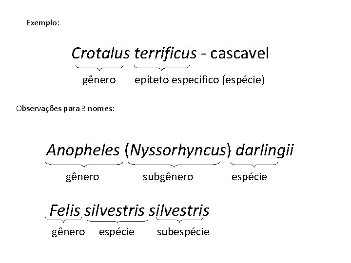 Exemplo: Crotalus terrificus - cascavel gênero epíteto específico (espécie) Observações para 3 nomes: Anopheles