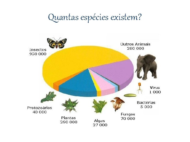 Quantas espécies existem? 