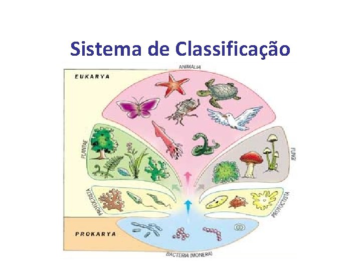 Sistema de Classificação 