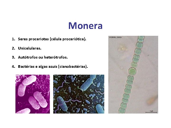 Monera 1. Seres procariotas (célula procariótica). 2. Unicelulares. 3. Autótrofos ou heterótrofos. 4. Bactérias