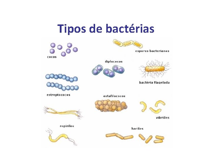 Tipos de bactérias 