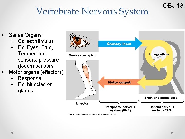 Vertebrate Nervous System • Sense Organs • Collect stimulus • Ex. Eyes, Ears, Temperature