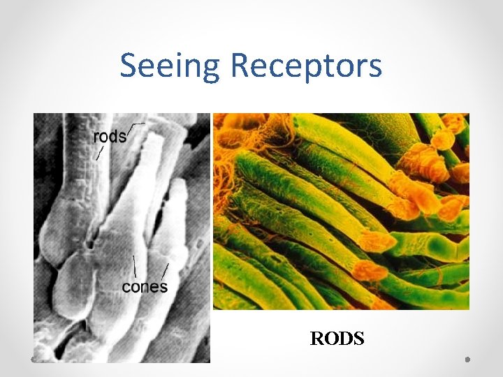 Seeing Receptors RODS 