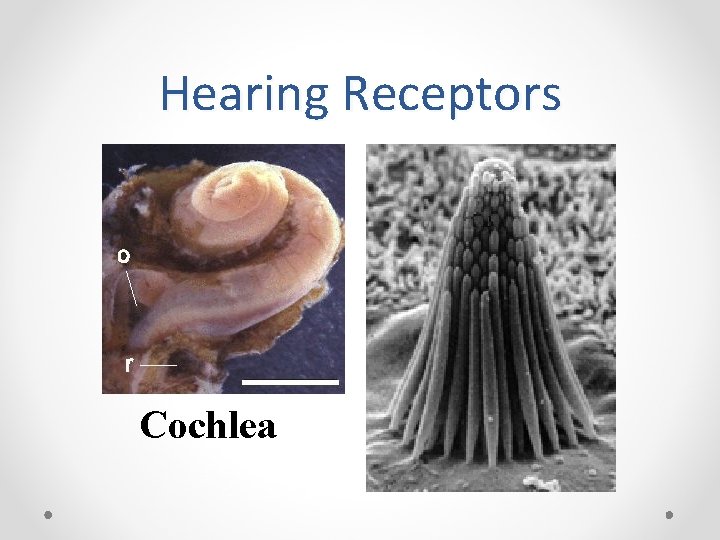 Hearing Receptors Cochlea 