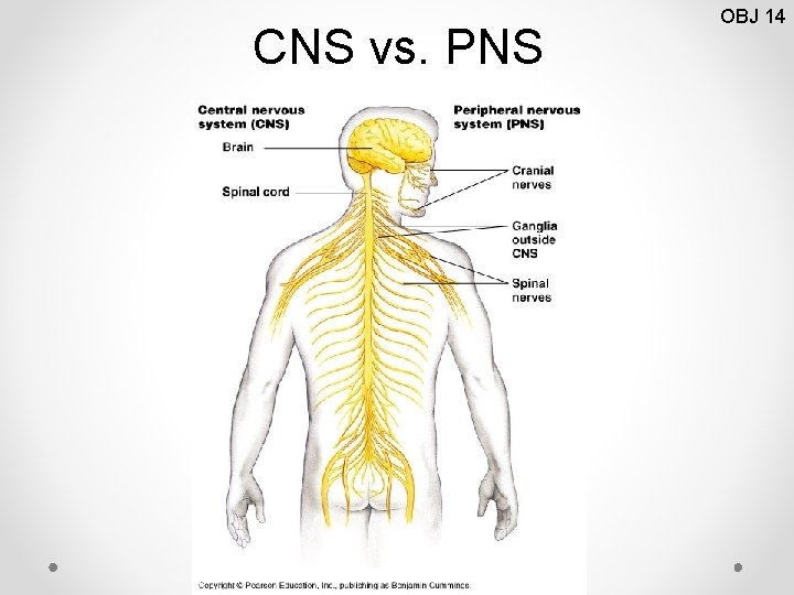 CNS vs. PNS OBJ 14 
