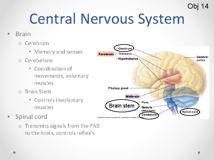 Central Nervous System • Brain o Cerebrum • Memory and senses o Cerebellum •