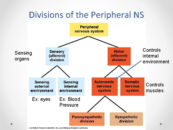 Divisions of the Peripheral NS Controls internal environment Sensing organs Controls muscles Ex: eyes