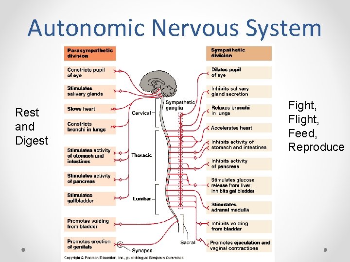 Autonomic Nervous System Rest and Digest Fight, Flight, Feed, Reproduce 