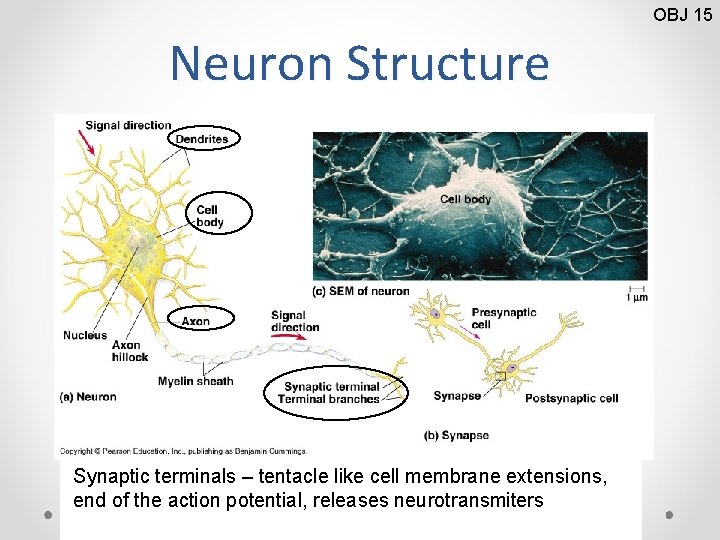 OBJ 15 Neuron Structure Cell Dendrites Body – extension contains tentacle– like the extensions