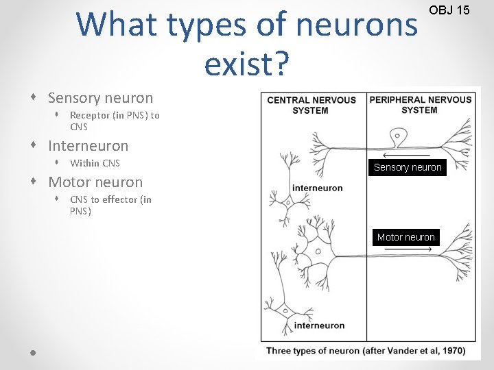 What types of neurons exist? OBJ 15 s Sensory neuron s Receptor (in PNS)