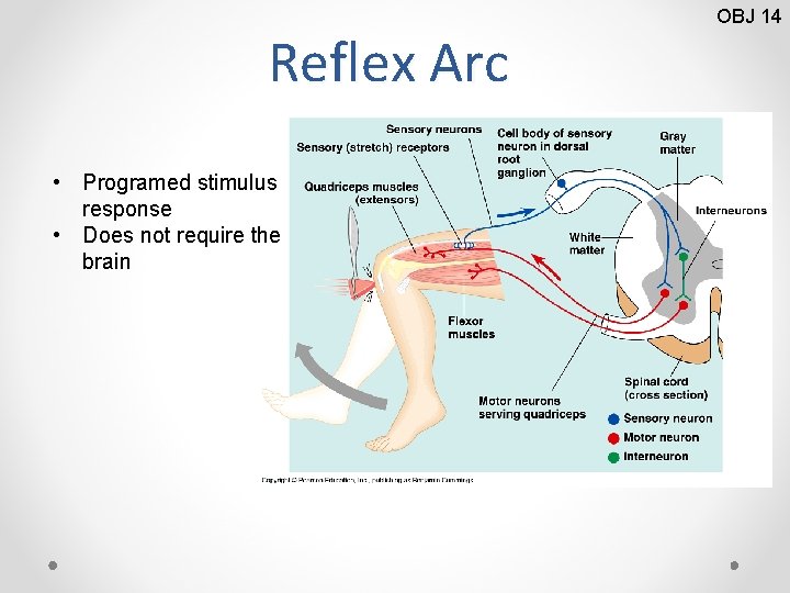Reflex Arc • Programed stimulus response • Does not require the brain OBJ 14