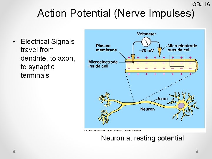 OBJ 16 Action Potential (Nerve Impulses) • Electrical Signals travel from dendrite, to axon,