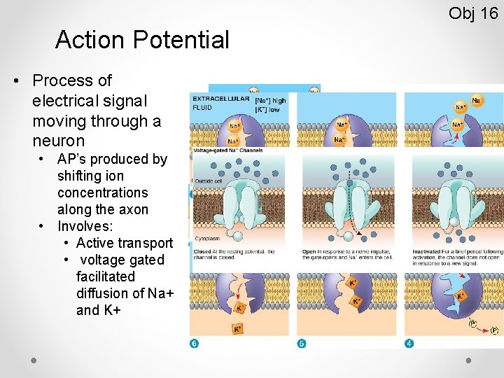 Obj 16 Action Potential • Process of electrical signal moving through a neuron •