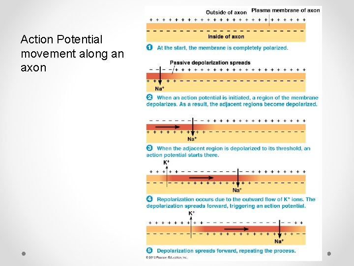 Action Potential movement along an axon 