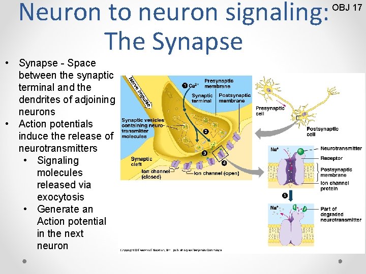 Neuron to neuron signaling: The Synapse • Synapse - Space between the synaptic terminal