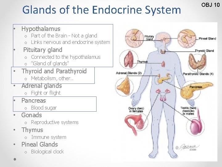 Glands of the Endocrine System • Hypothalamus o Part of the Brain - Not