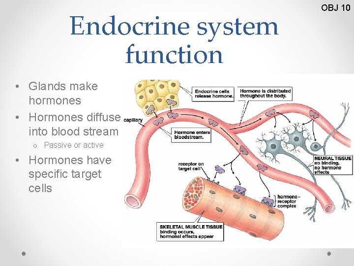 Endocrine system function • Glands make hormones • Hormones diffuse into blood stream o