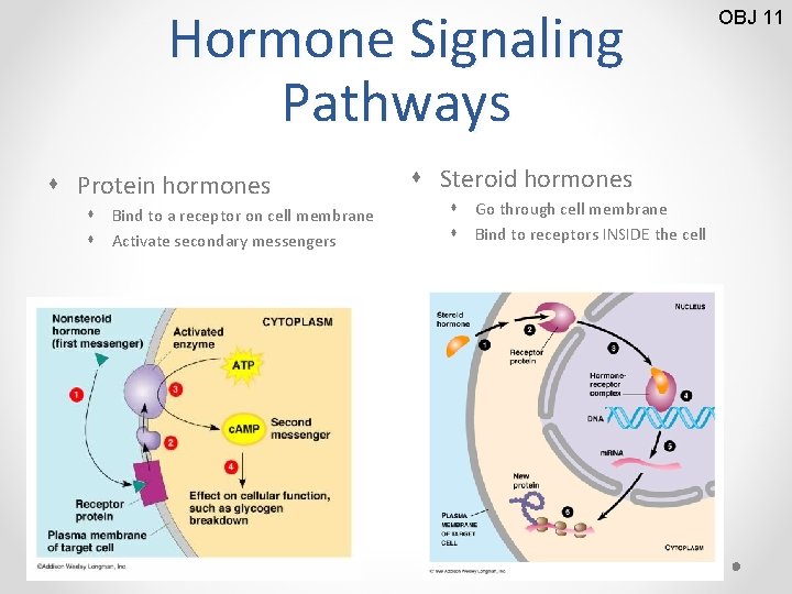 Hormone Signaling Pathways s Protein hormones s Bind to a receptor on cell membrane