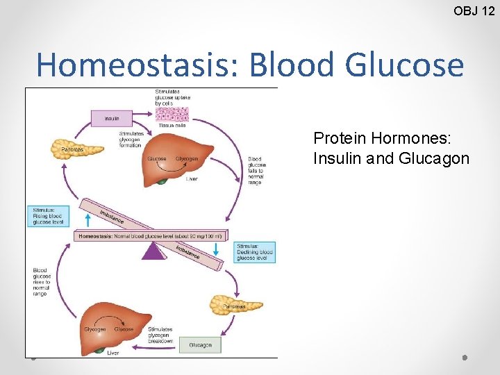 OBJ 12 Homeostasis: Blood Glucose Protein Hormones: Insulin and Glucagon 