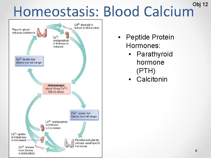 Homeostasis: Blood Calcium Obj 12 • Peptide Protein Hormones: • Parathyroid hormone (PTH) •
