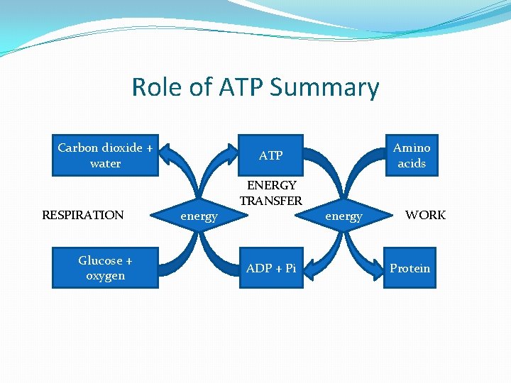 Role of ATP Summary Carbon dioxide + water RESPIRATION Glucose + oxygen Amino acids