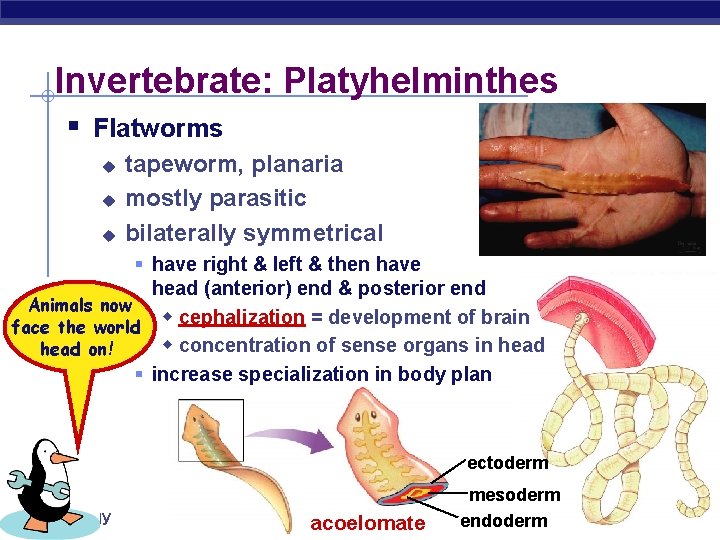 Invertebrate: Platyhelminthes § Flatworms u u u tapeworm, planaria mostly parasitic bilaterally symmetrical §