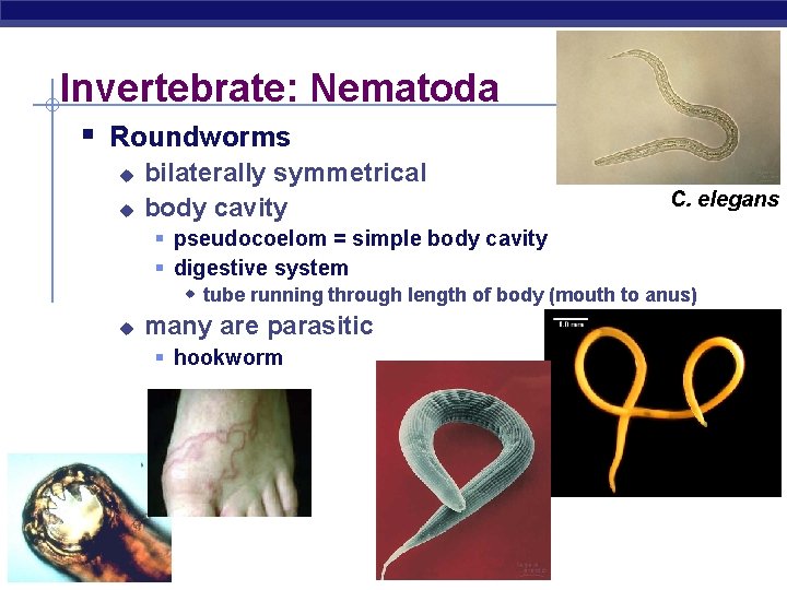 Invertebrate: Nematoda § Roundworms u u bilaterally symmetrical body cavity C. elegans § pseudocoelom