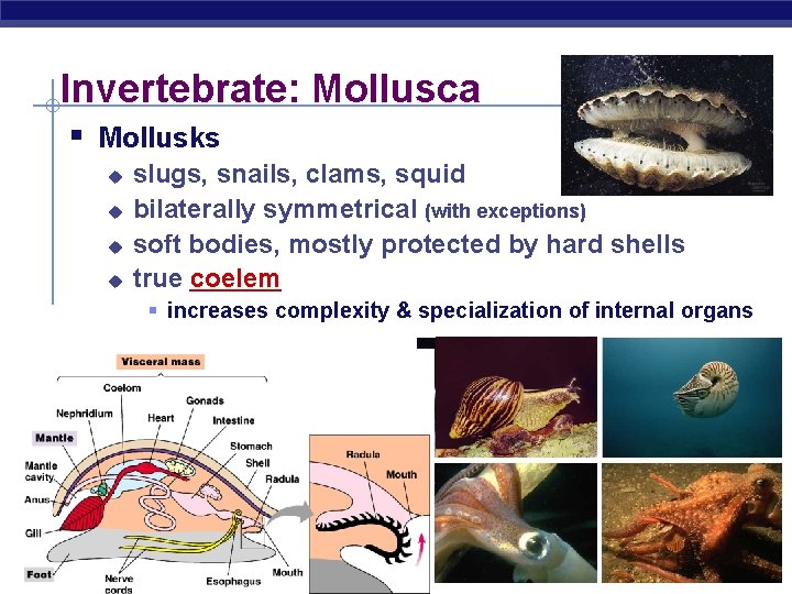 Invertebrate: Mollusca § Mollusks u u slugs, snails, clams, squid bilaterally symmetrical (with exceptions)