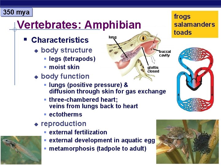 350 mya frogs salamanders toads Vertebrates: Amphibian § Characteristics u body structure § legs