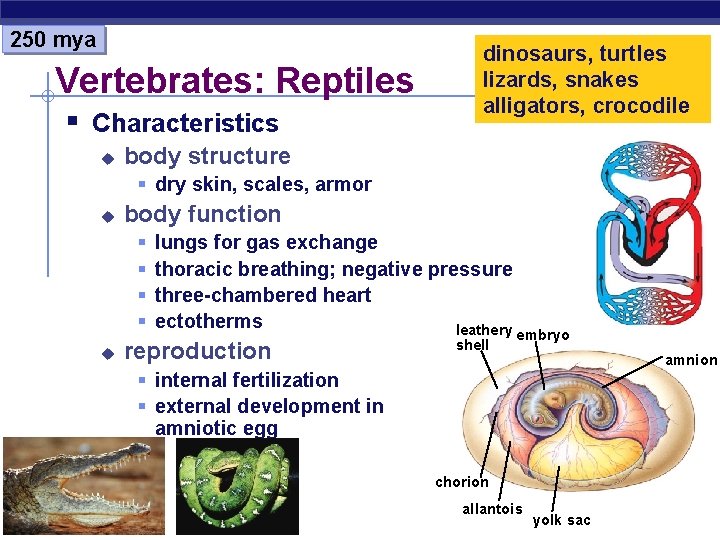 250 mya Vertebrates: Reptiles § Characteristics u dinosaurs, turtles lizards, snakes alligators, crocodile body