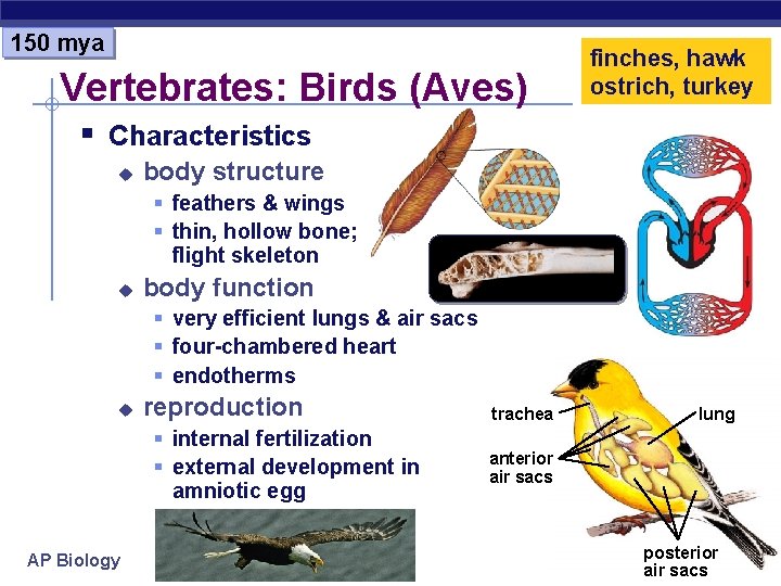 150 mya Vertebrates: Birds (Aves) finches, hawk ostrich, turkey § Characteristics u body structure