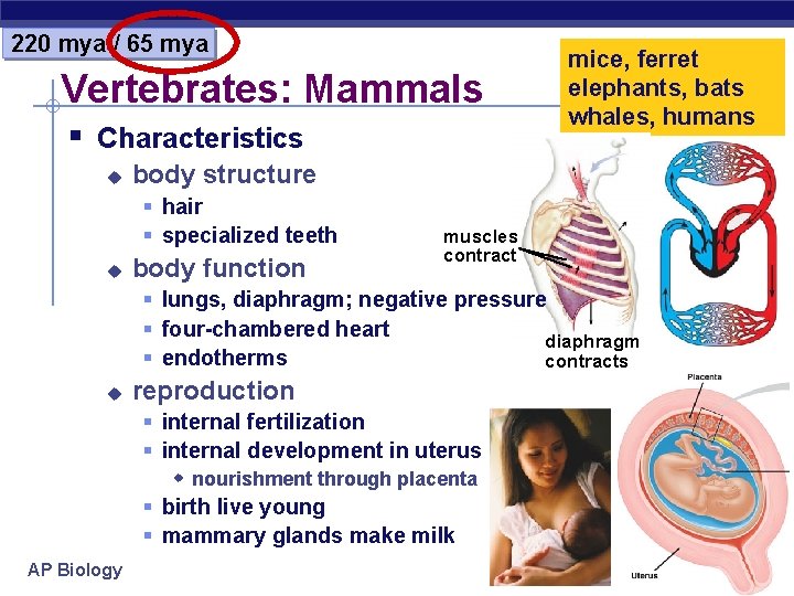 220 mya / 65 mya Vertebrates: Mammals § Characteristics u body structure § hair