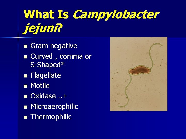 What Is Campylobacter jejuni? n n n n Gram negative Curved , comma or
