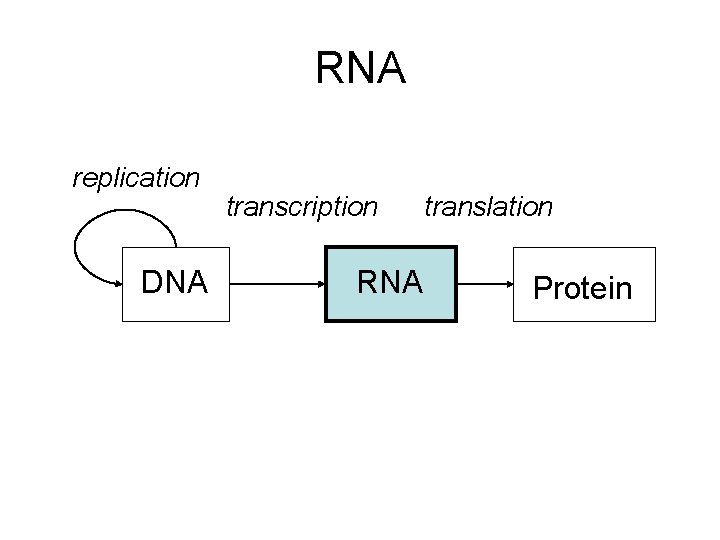 RNA replication DNA transcription RNA translation Protein 