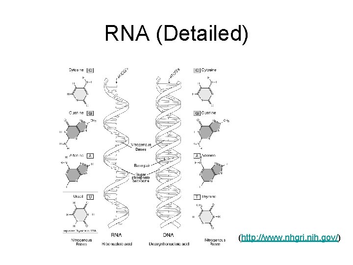 RNA (Detailed) (http: //www. nhgri. nih. gov/) 