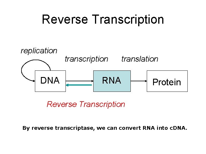 Reverse Transcription replication DNA transcription translation RNA Protein Reverse Transcription By reverse transcriptase, we