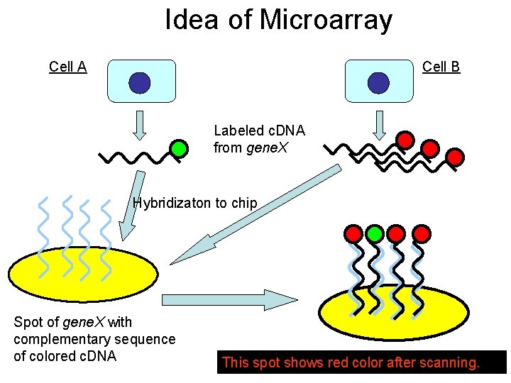 Idea of Microarray Cell A Cell B Labeled c. DNA from gene. X Hybridizaton